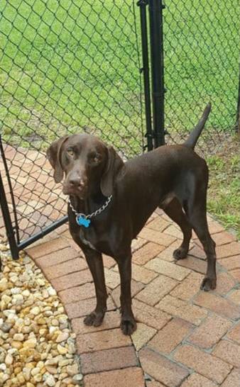 缉毒犬查获5000万元走私烟草，黑帮竟悬赏拿下它的头颅！-15.jpeg