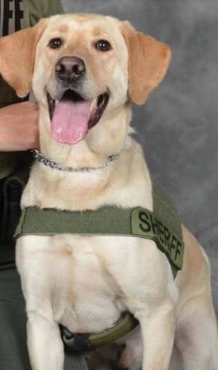 缉毒犬查获5000万元走私烟草，黑帮竟悬赏拿下它的头颅！-14.jpeg
