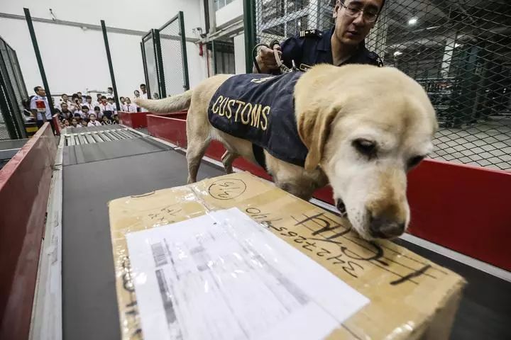 缉毒犬查获5000万元走私烟草，黑帮竟悬赏拿下它的头颅！-16.jpeg