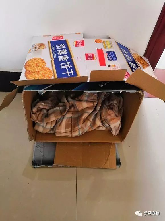 给了流浪小奶狗一点食物，它救赖上我了！-3.jpeg
