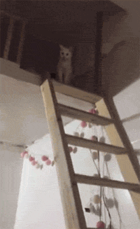 主人从没见过猫咪下楼梯，见到后：这步伐太犹豫了！-1.gif