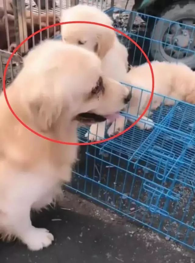 金毛在狗市遇到了被售卖的孩子，瞬间哭红双眼，可怜天下父母心！-3.jpeg