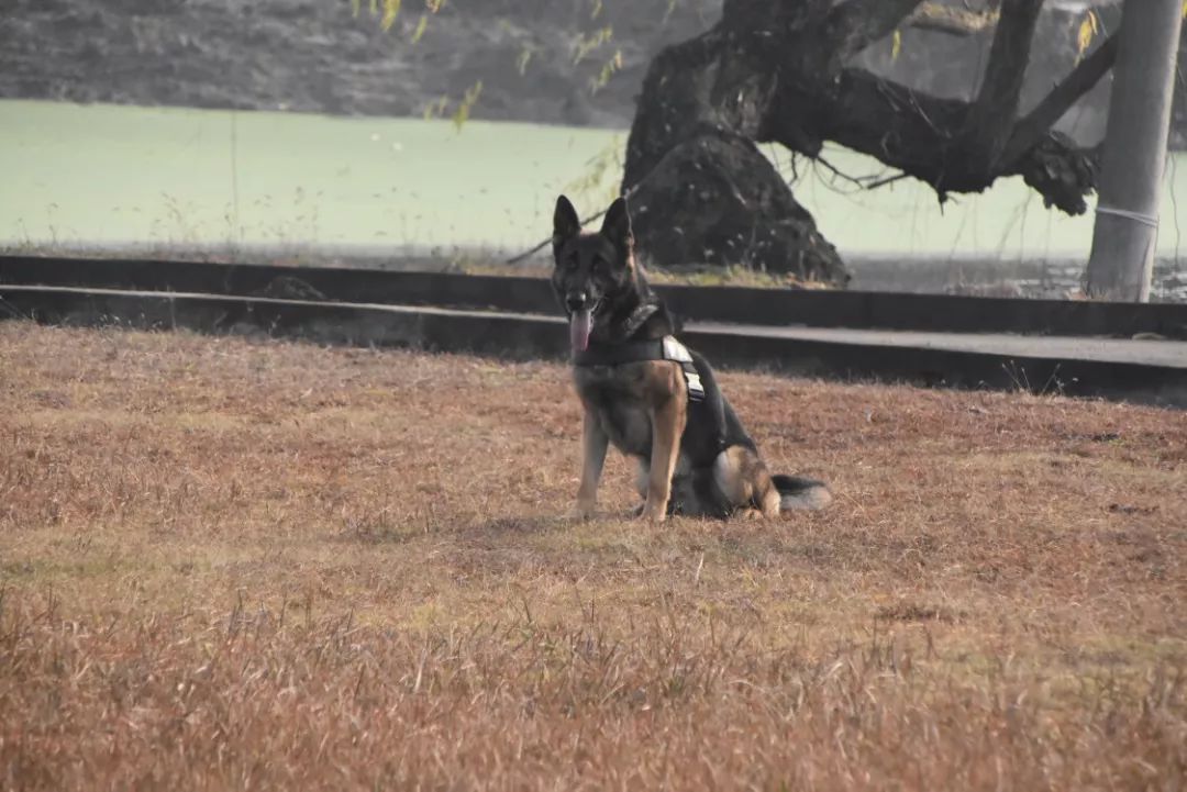 南京警犬支队邀请小学生到基地和警犬互动，这才是爱狗正能量！-7.jpeg