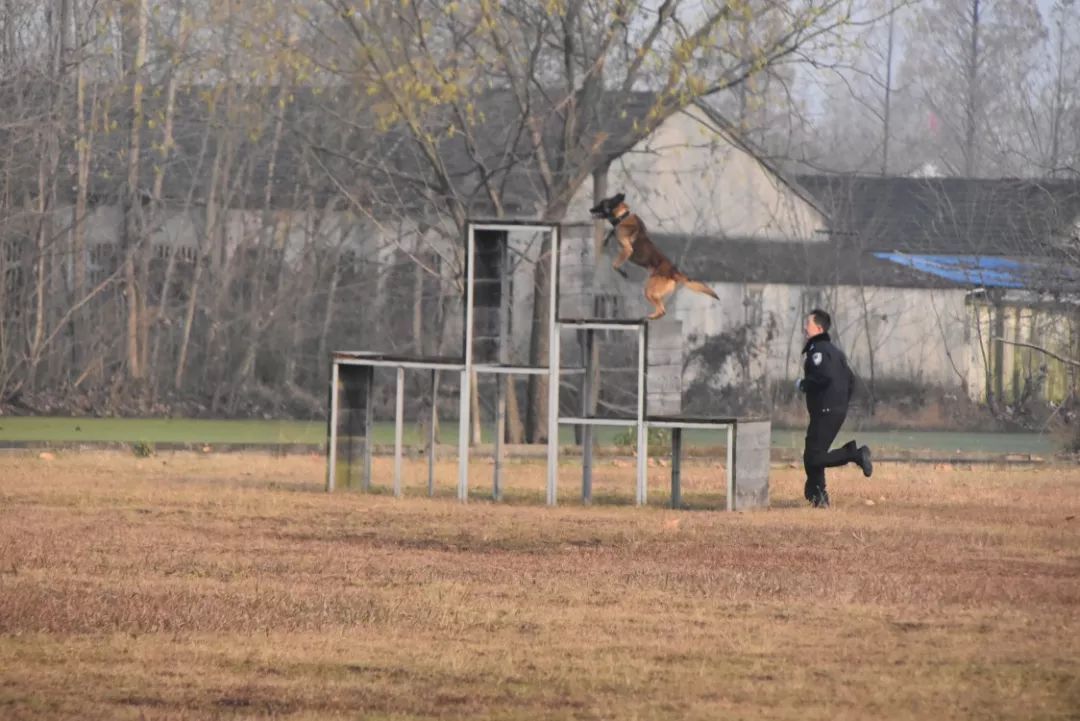 南京警犬支队邀请小学生到基地和警犬互动，这才是爱狗正能量！-9.jpeg