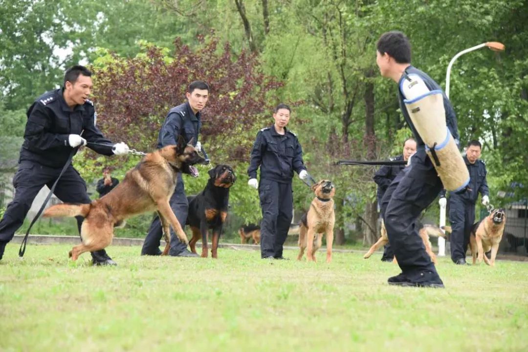 南京警犬支队邀请小学生到基地和警犬互动，这才是爱狗正能量！-11.jpeg