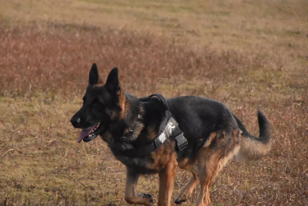 南京警犬支队邀请小学生到基地和警犬互动，这才是爱狗正能量！-14.jpeg