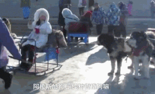再次抵制“狗拉雪橇”，你要的不是钱，要的是狗的命！-1.gif