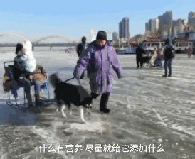 再次抵制“狗拉雪橇”，你要的不是钱，要的是狗的命！-3.gif