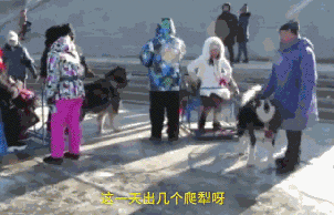 再次抵制“狗拉雪橇”，你要的不是钱，要的是狗的命！-2.gif