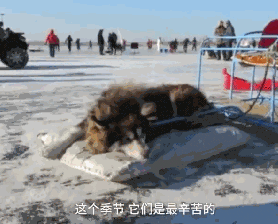 再次抵制“狗拉雪橇”，你要的不是钱，要的是狗的命！-4.gif