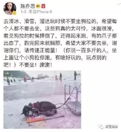 再次抵制“狗拉雪橇”，你要的不是钱，要的是狗的命！-6.jpeg