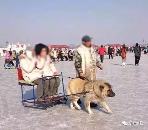 再次抵制“狗拉雪橇”，你要的不是钱，要的是狗的命！-5.jpeg