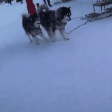 再次抵制“狗拉雪橇”，你要的不是钱，要的是狗的命！-7.gif