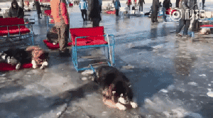 再次抵制“狗拉雪橇”，你要的不是钱，要的是狗的命！-8.gif