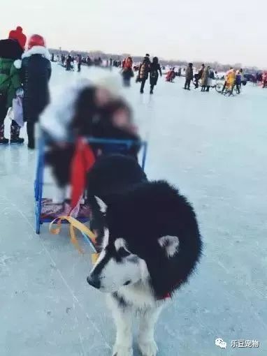 再次抵制“狗拉雪橇”，你要的不是钱，要的是狗的命！-10.jpeg