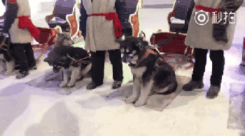 再次抵制“狗拉雪橇”，你要的不是钱，要的是狗的命！-9.gif