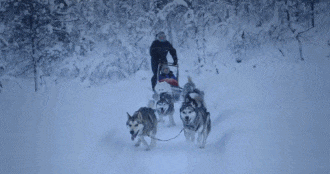 再次抵制“狗拉雪橇”，你要的不是钱，要的是狗的命！-11.gif