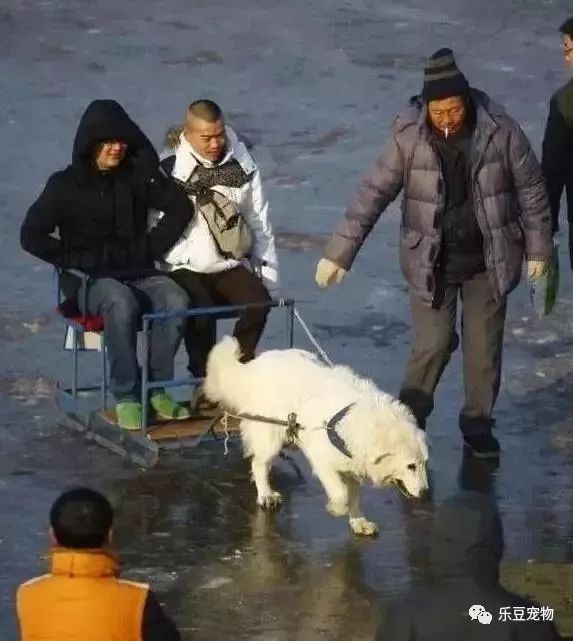 再次抵制“狗拉雪橇”，你要的不是钱，要的是狗的命！-12.jpeg