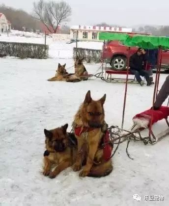 再次抵制“狗拉雪橇”，你要的不是钱，要的是狗的命！-13.jpeg