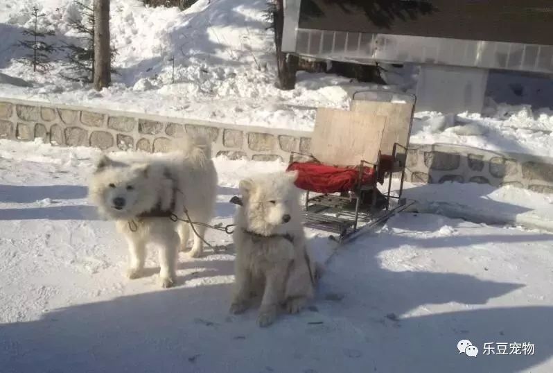 再次抵制“狗拉雪橇”，你要的不是钱，要的是狗的命！-14.jpeg