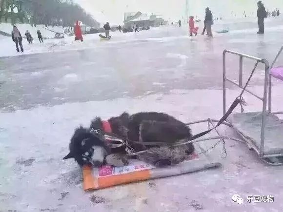 再次抵制“狗拉雪橇”，你要的不是钱，要的是狗的命！-16.jpeg