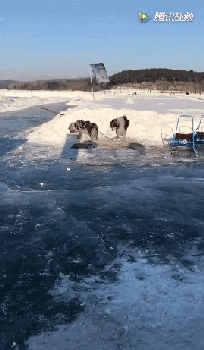 再次抵制“狗拉雪橇”，你要的不是钱，要的是狗的命！-15.gif
