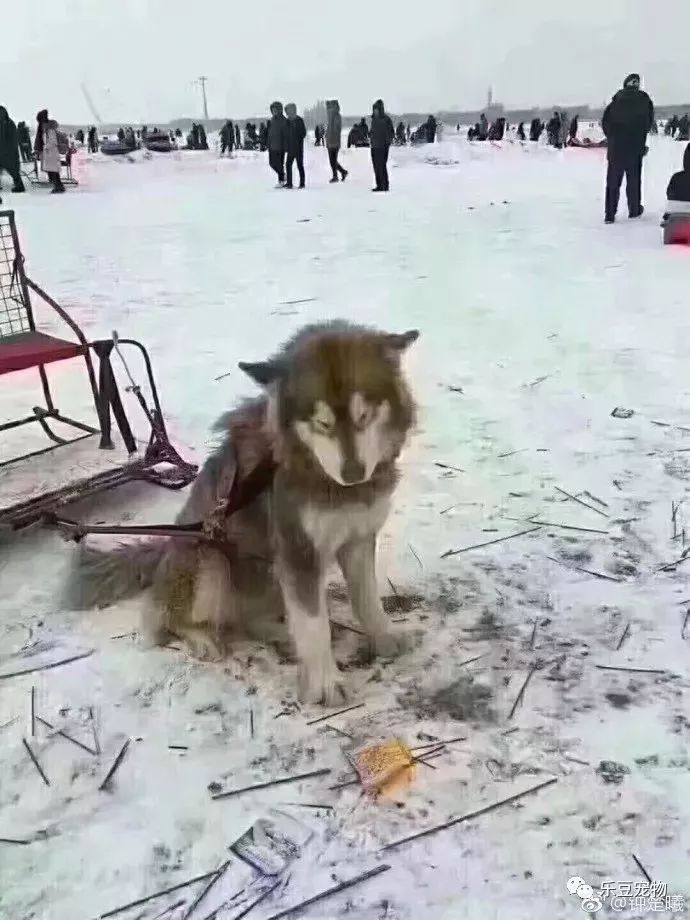 再次抵制“狗拉雪橇”，你要的不是钱，要的是狗的命！-17.jpeg