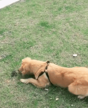 金毛怕青蛙咬到嘴，一个驴打滚直接用背部碾压！-2.gif