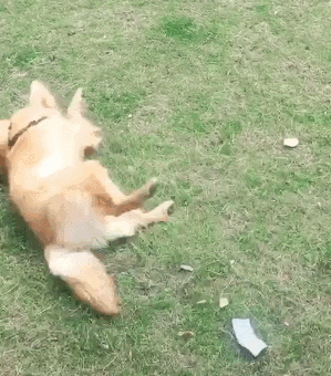 金毛怕青蛙咬到嘴，一个驴打滚直接用背部碾压！-3.gif