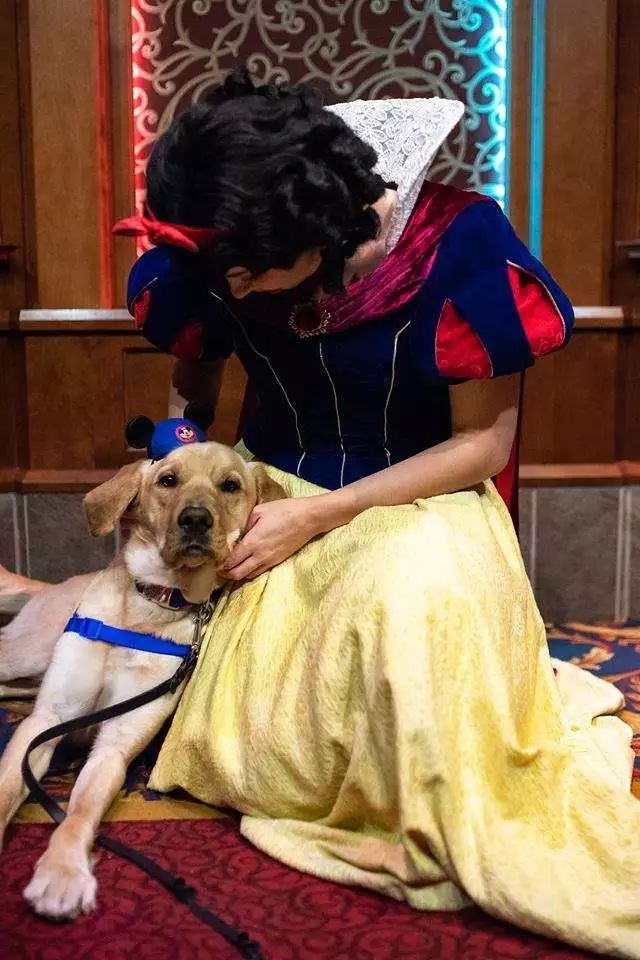 服务犬实习生对“灰姑娘”一见钟情，赖在人家裙子上不肯走...-5.jpeg