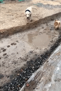 二哈在家乱尿，主人刚想揍它，这货：多大事，我喝掉就是了...-3.gif