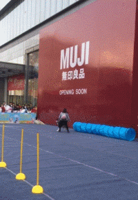 二哈在家乱尿，主人刚想揍它，这货：多大事，我喝掉就是了...-2.gif