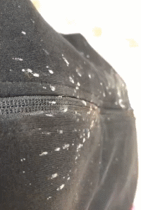 二哈在家乱尿，主人刚想揍它，这货：多大事，我喝掉就是了...-4.gif