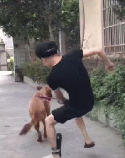 二哈在家乱尿，主人刚想揍它，这货：多大事，我喝掉就是了...-5.gif