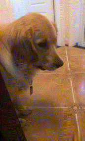二哈在家乱尿，主人刚想揍它，这货：多大事，我喝掉就是了...-7.gif