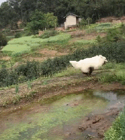 二哈在家乱尿，主人刚想揍它，这货：多大事，我喝掉就是了...-11.gif