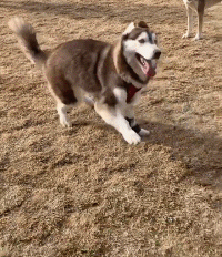“这只二哈喝醉了吗？怎么走路这么搞笑！”可背后的真相却是...-2.gif