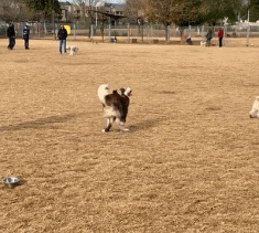 “这只二哈喝醉了吗？怎么走路这么搞笑！”可背后的真相却是...-3.gif