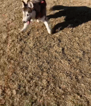 “这只二哈喝醉了吗？怎么走路这么搞笑！”可背后的真相却是...-5.gif