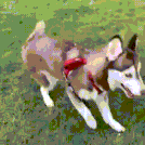 “这只二哈喝醉了吗？怎么走路这么搞笑！”可背后的真相却是...-8.gif