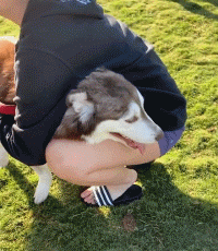“这只二哈喝醉了吗？怎么走路这么搞笑！”可背后的真相却是...-10.gif