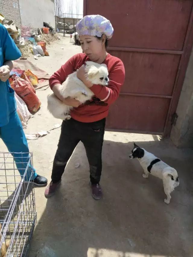 养了10多年的老金毛，为了遗弃它，用这样的方式，心寒...-13.jpeg