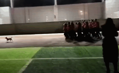 五年间，这只狗狗一直在学校领跑早操，受全校师生爱护！-2.gif