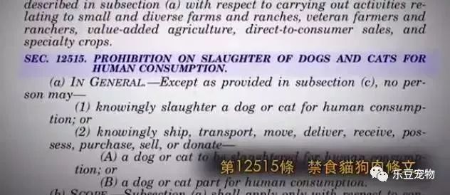 美国人在狗肉店救了五只狗狗：就算再难，也要运回美国！-7.jpeg
