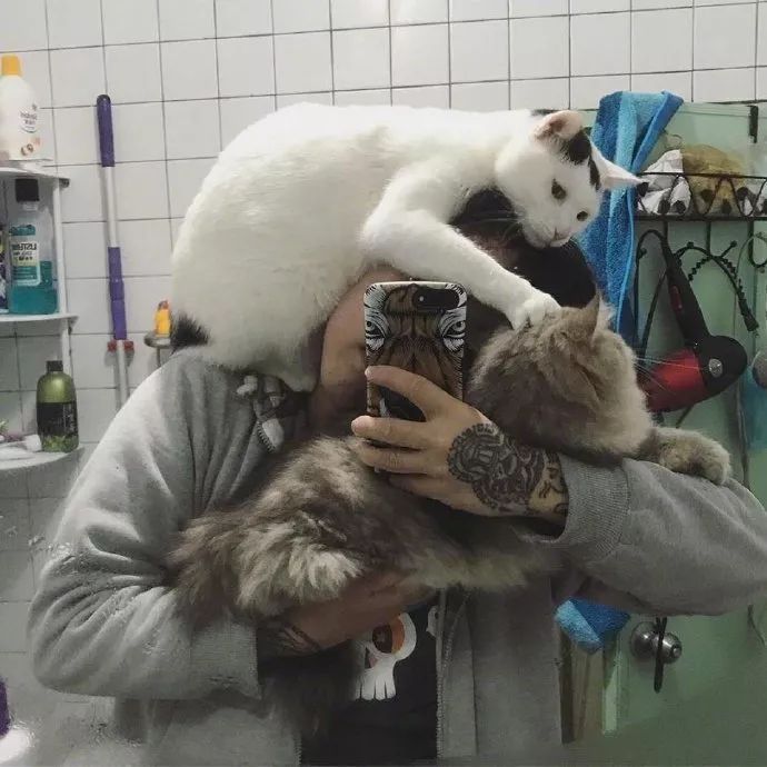 猫咪争起宠来，连自己都怕！-1.jpeg