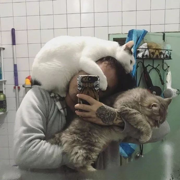 猫咪争起宠来，连自己都怕！-2.jpeg