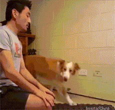 二哈和边牧的对决，你更看好谁？-1.gif
