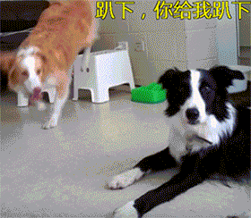 二哈和边牧的对决，你更看好谁？-3.gif