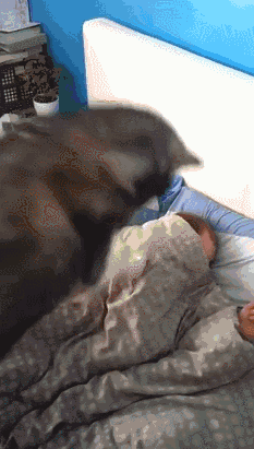 二哈和边牧的对决，你更看好谁？-2.gif