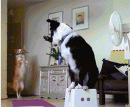 二哈和边牧的对决，你更看好谁？-5.gif